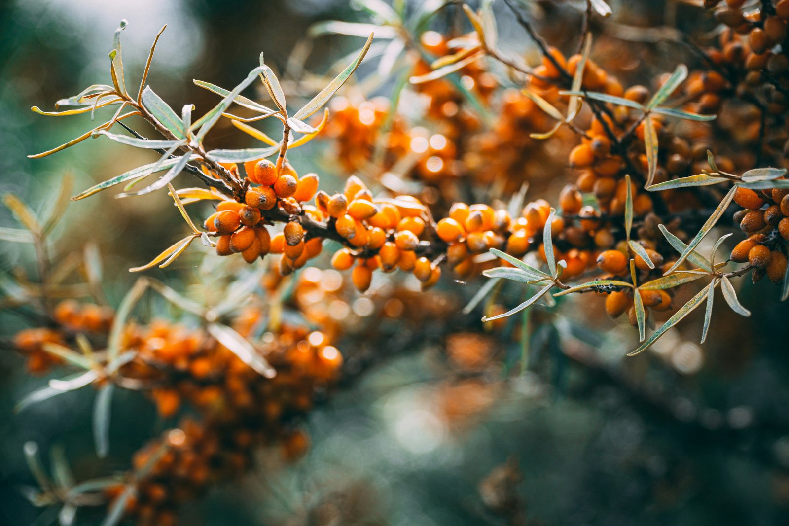 Sea Buckthorn Benefits, Uses & Side Effects | Health Guide
